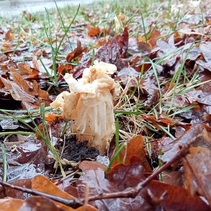 Witte kluifzwam Hein Kuijper
