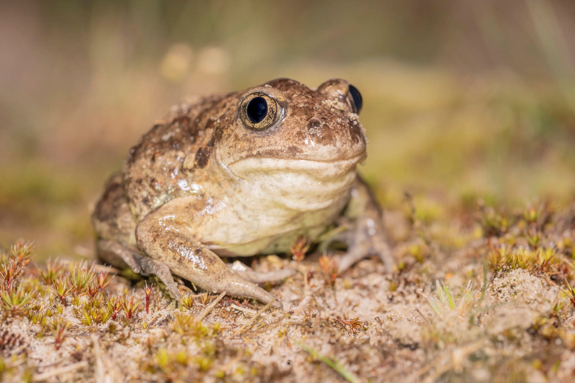 knoflookpad foto Douwe Schut