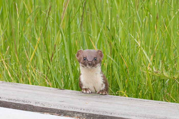 wezel foto Martien Naarding