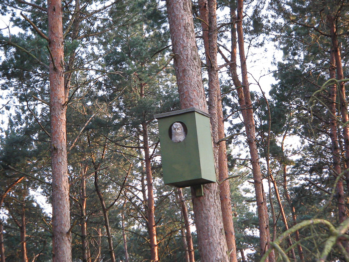 zonnende jonge bosuil foto Gerard van Beesten