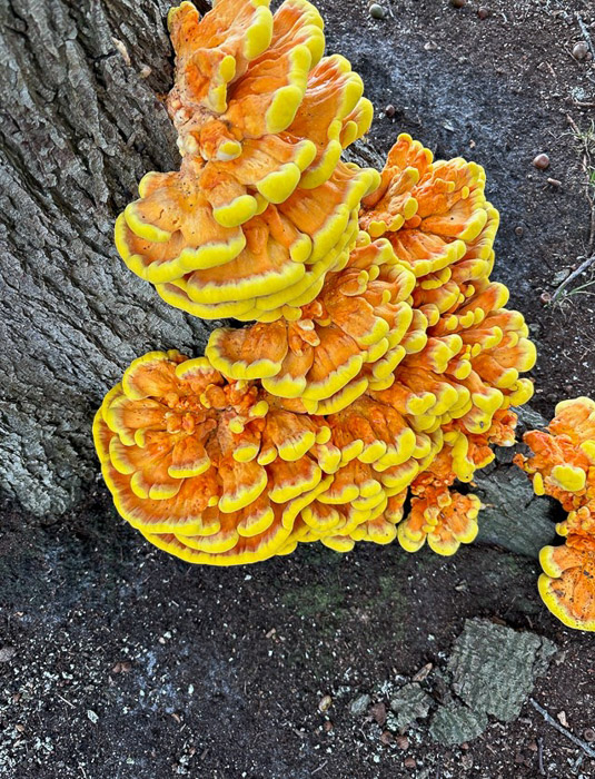 zwavelzwam Lemelerberg 2024 dichtbij